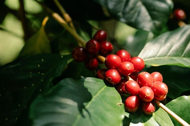 Økologisk Skyggedyrket Kaffe